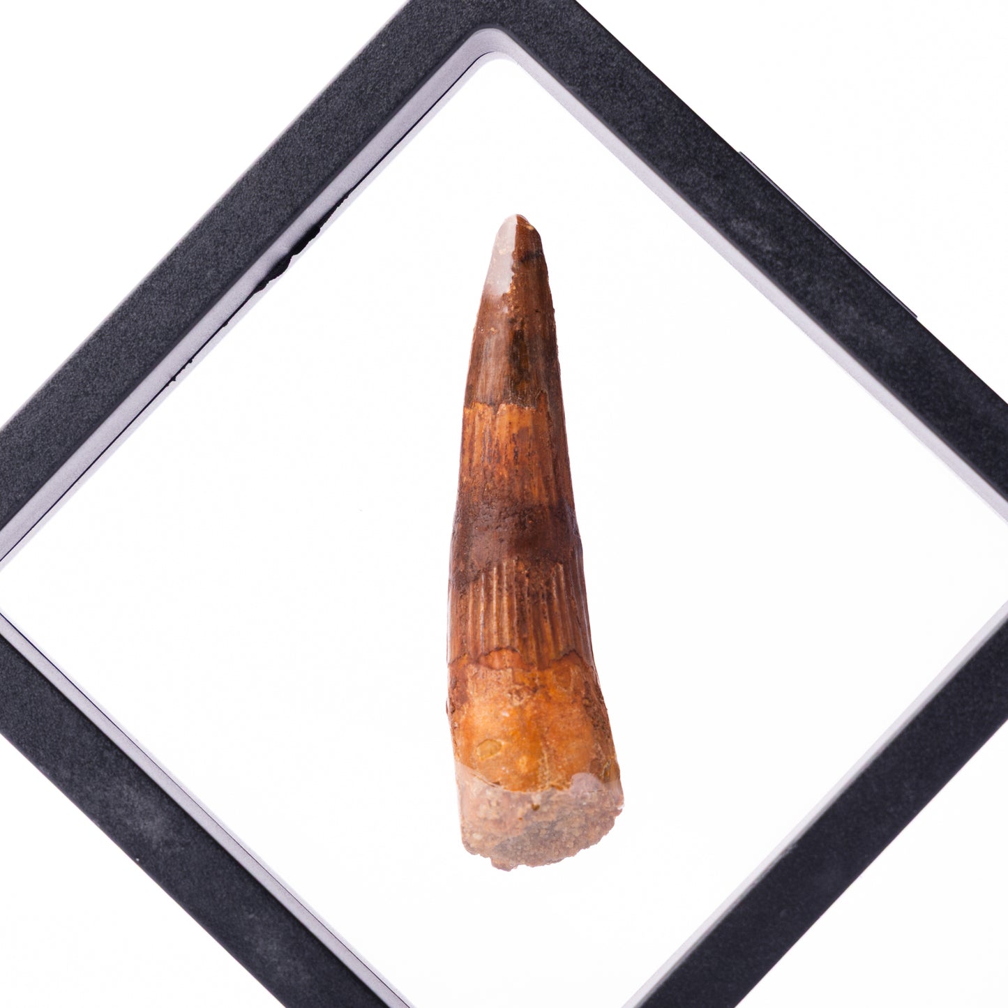 Spinosaurus sp. Tooth - Floating Frame