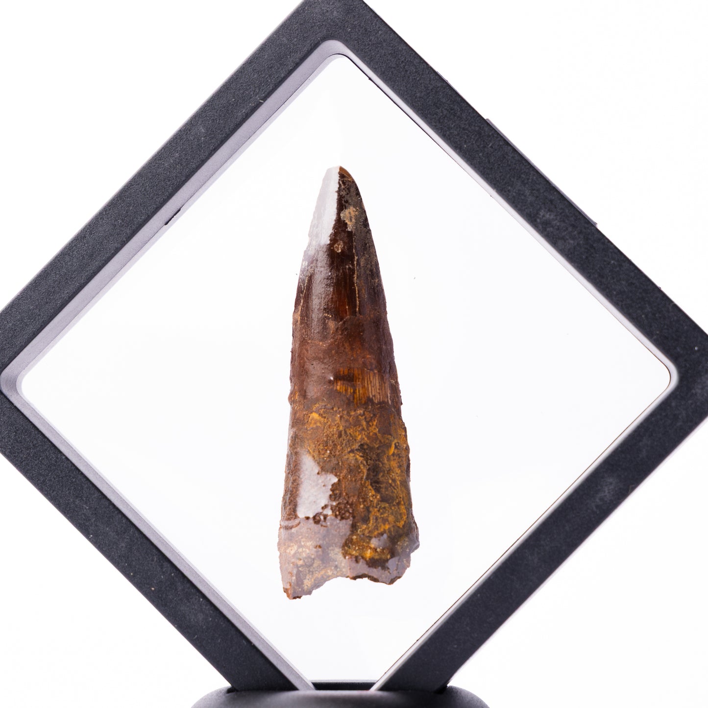 Spinosaurus sp. Tooth - Floating Frame