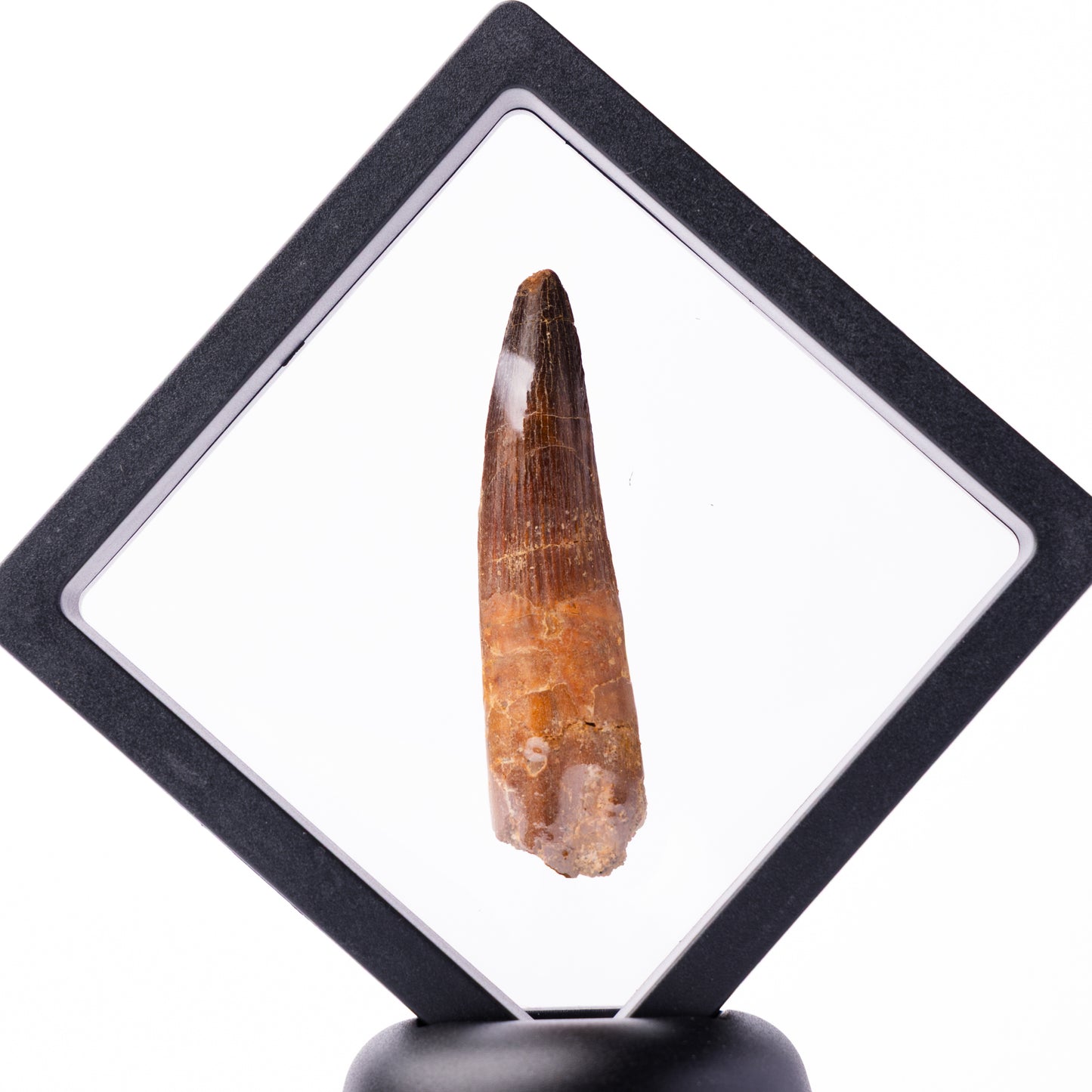 Spinosaurus sp. Tooth - Floating Frame