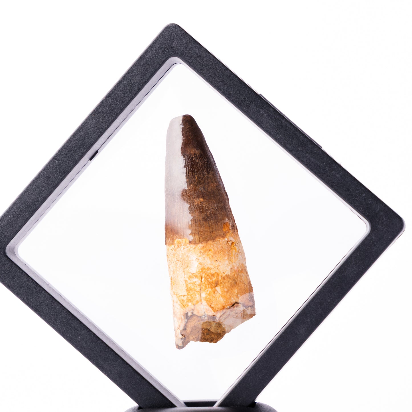 Spinosaurus sp. Tooth - Floating Frame
