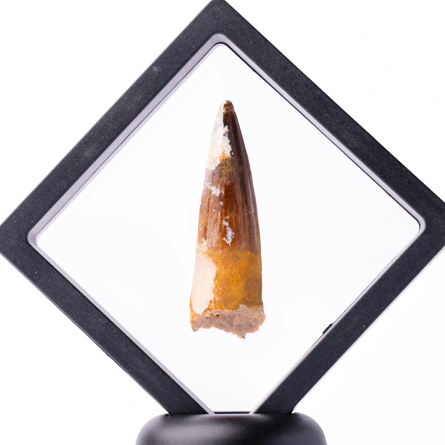 Spinosaurus sp. Tooth - Floating Frame