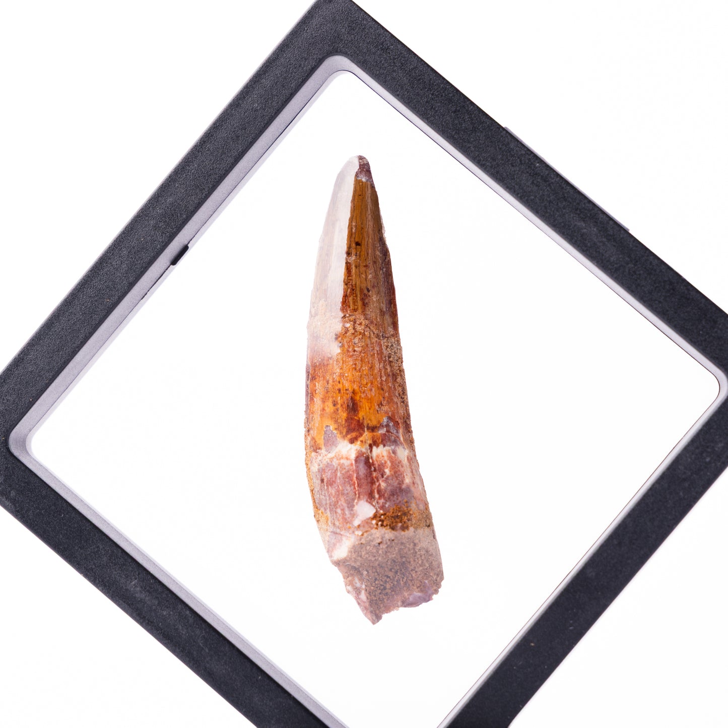 Spinosaurus sp. Tooth - Floating Frame