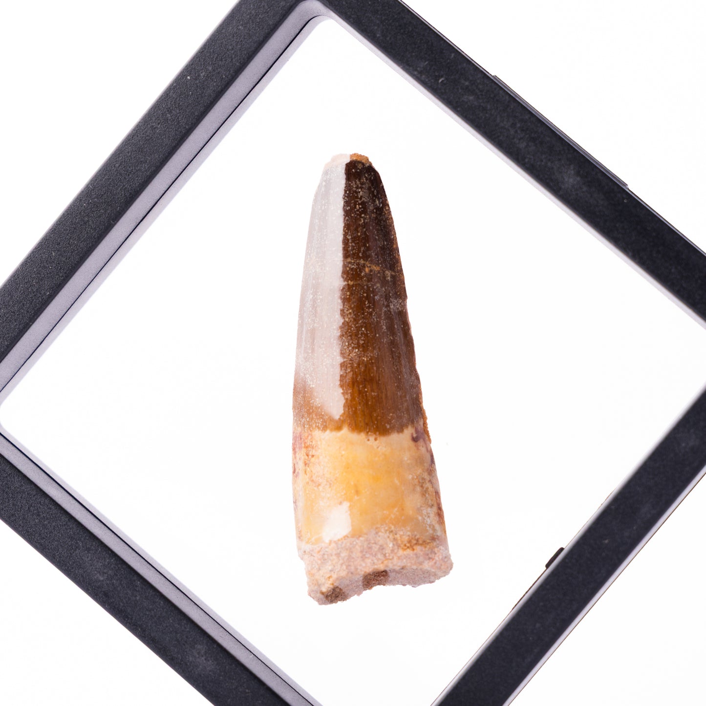 Spinosaurus sp. Tooth - Floating Frame