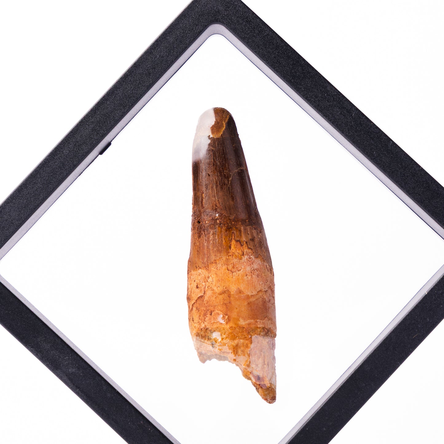 Spinosaurus sp. Tooth - Floating Frame