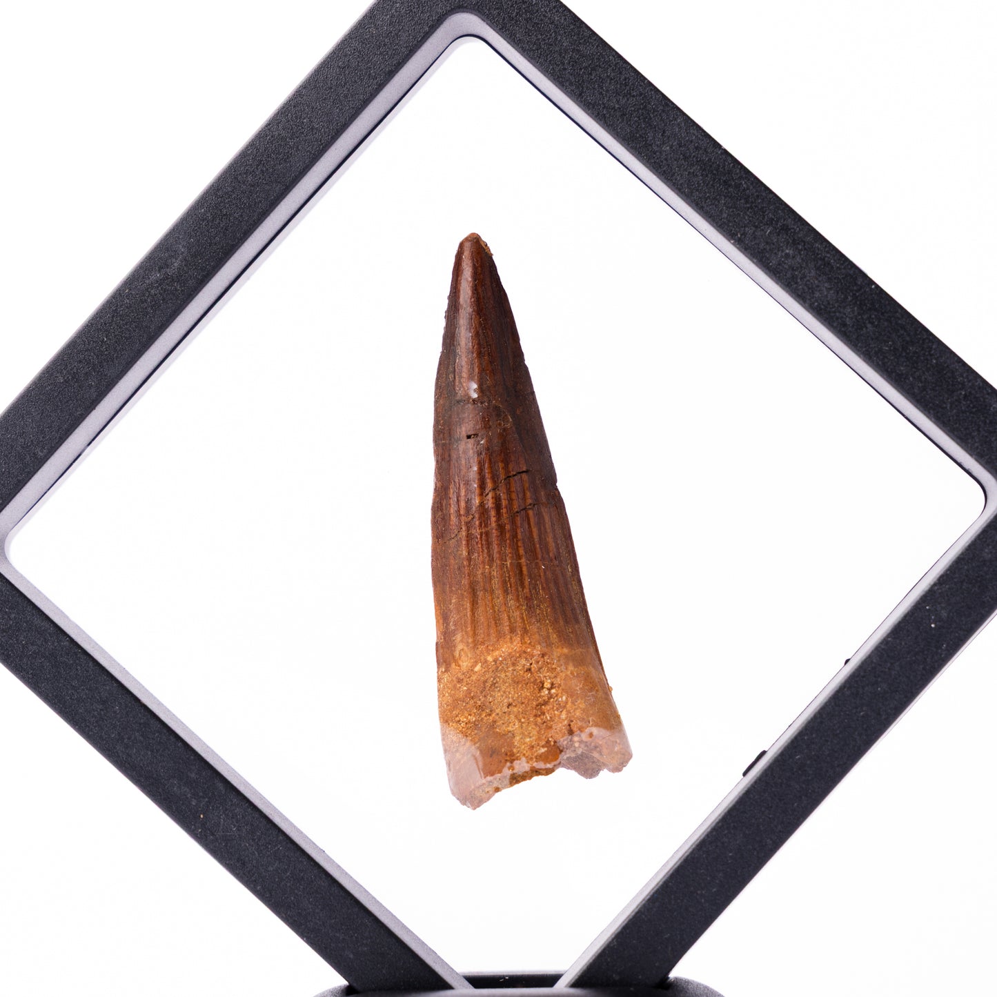 Spinosaurus sp. Tooth - Floating Frame