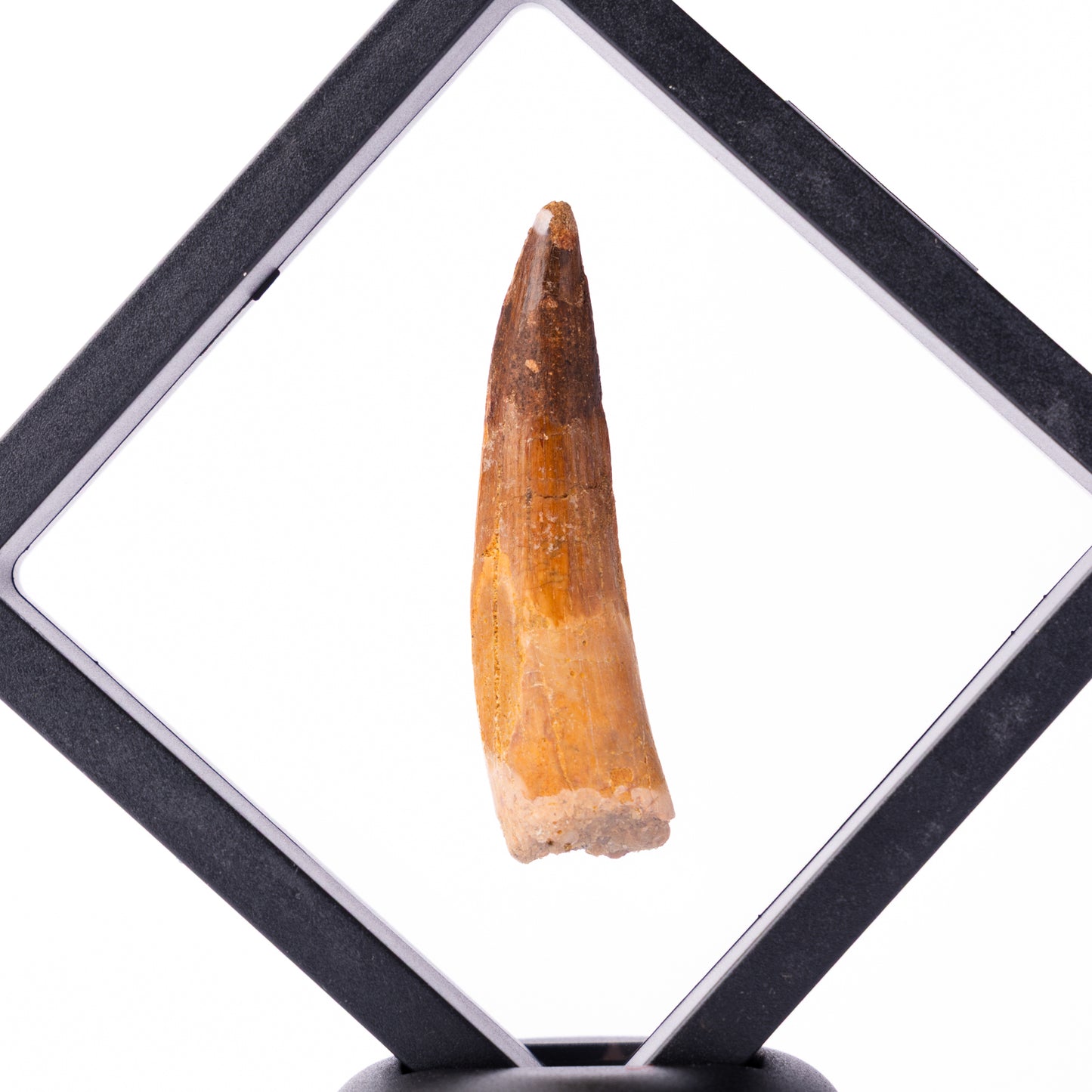 Spinosaurus sp. Tooth - Floating Frame