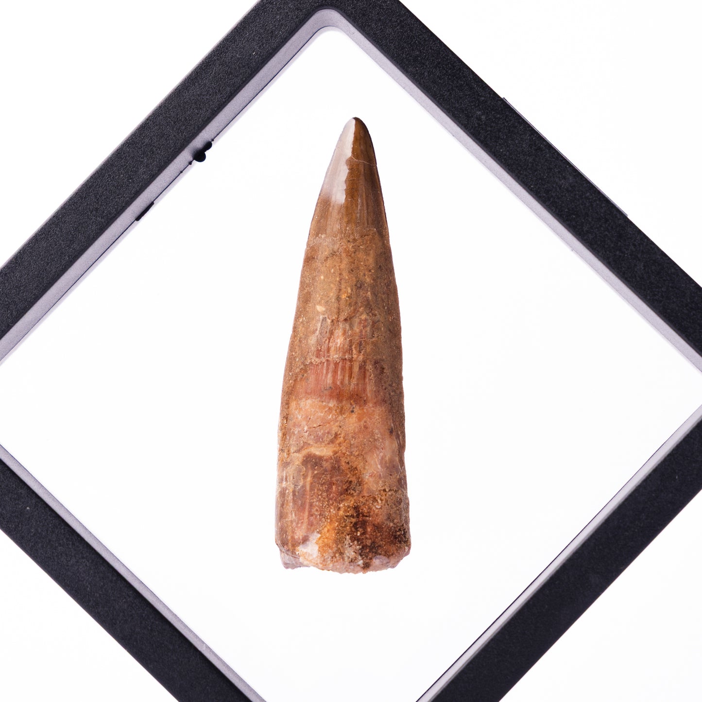 Spinosaurus sp. Tooth - Floating Frame