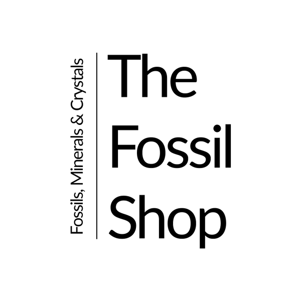 The Fossil Shop