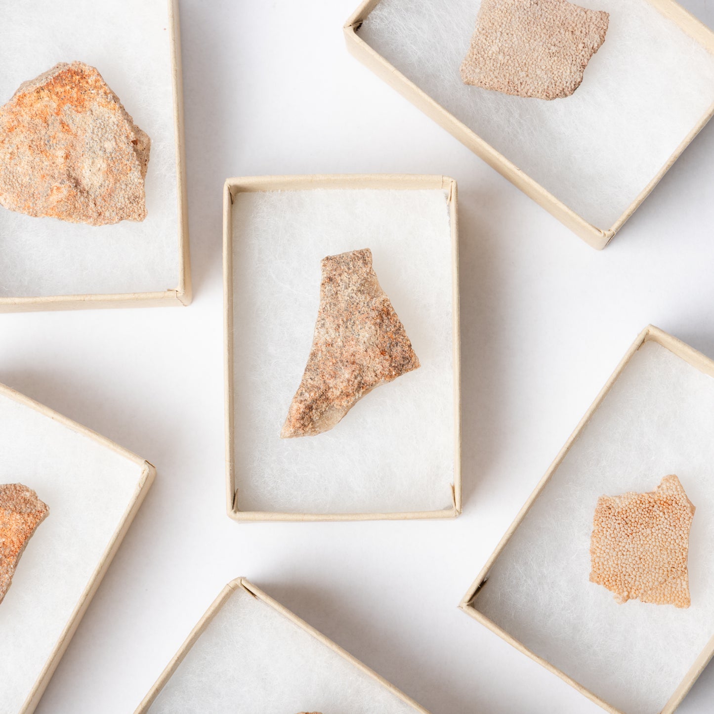 A selection of Titanusaurus eggshell in their own display box.