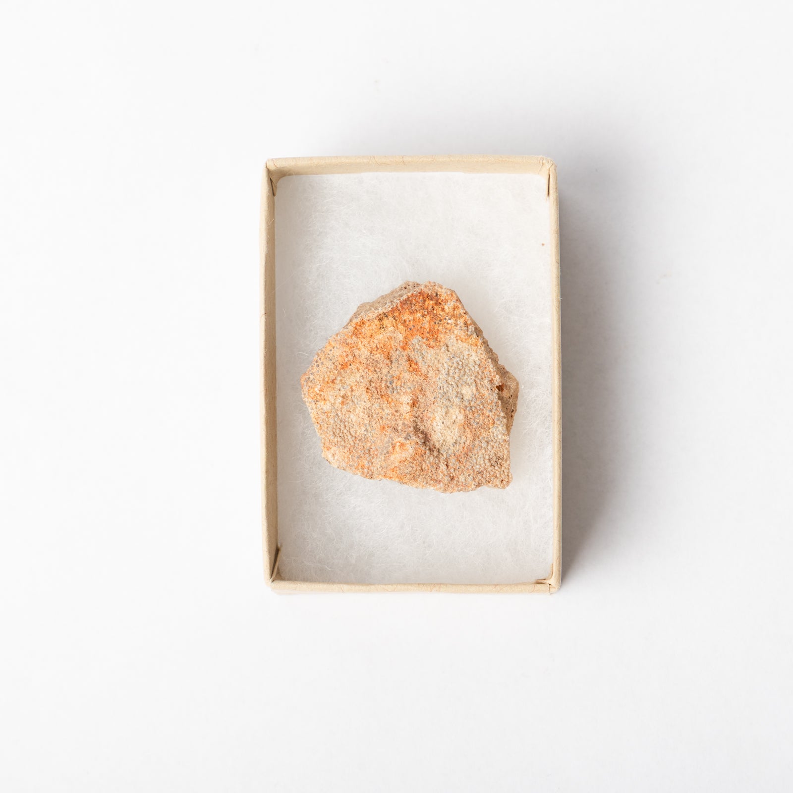 A piece of Titanosaurus eggshell in a display box.