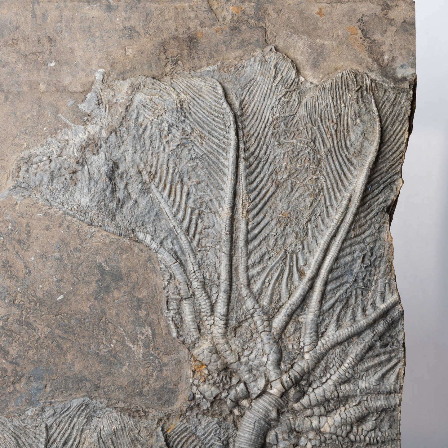 Traumatocrinus cf. caudex Crinoid