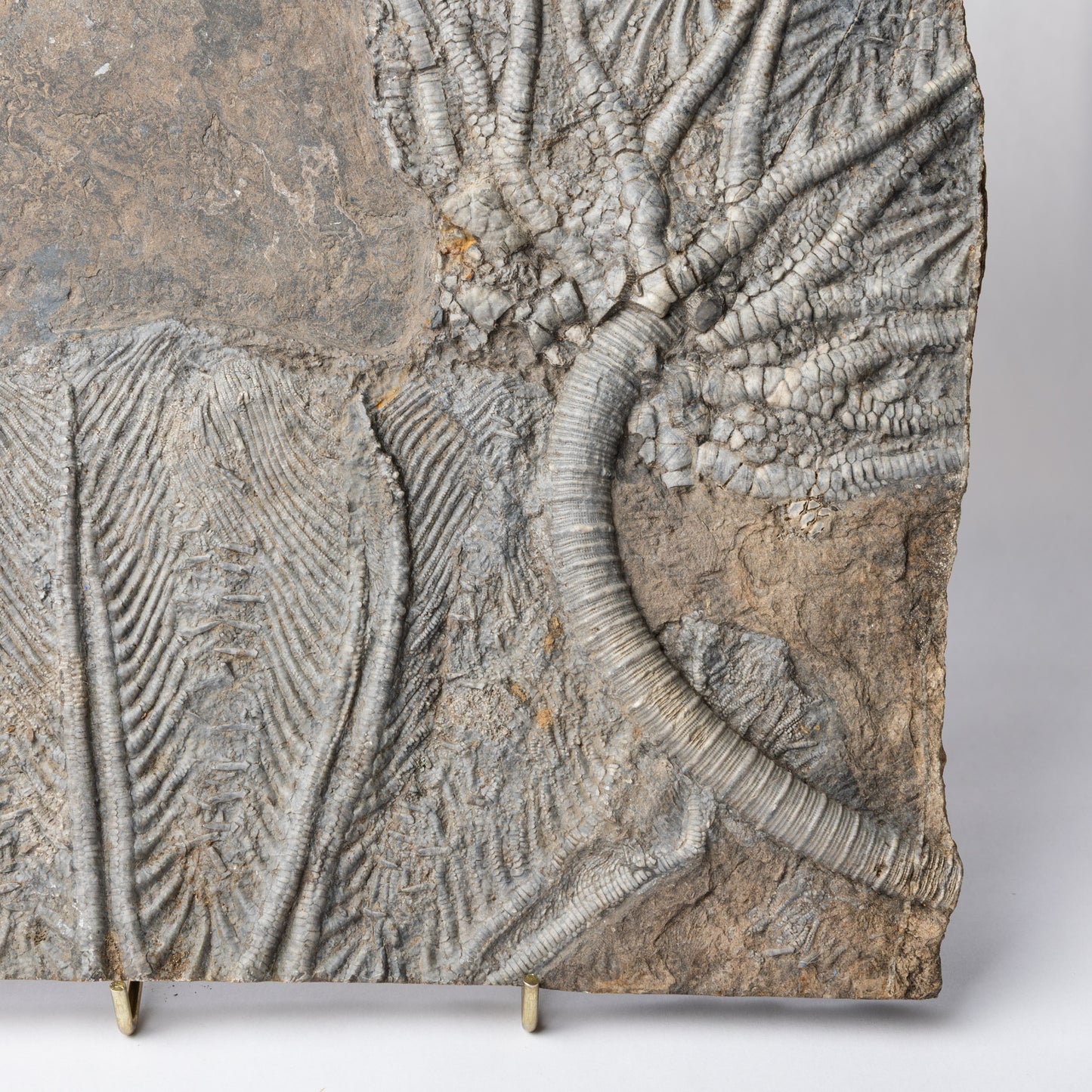 Traumatocrinus cf. caudex Crinoid