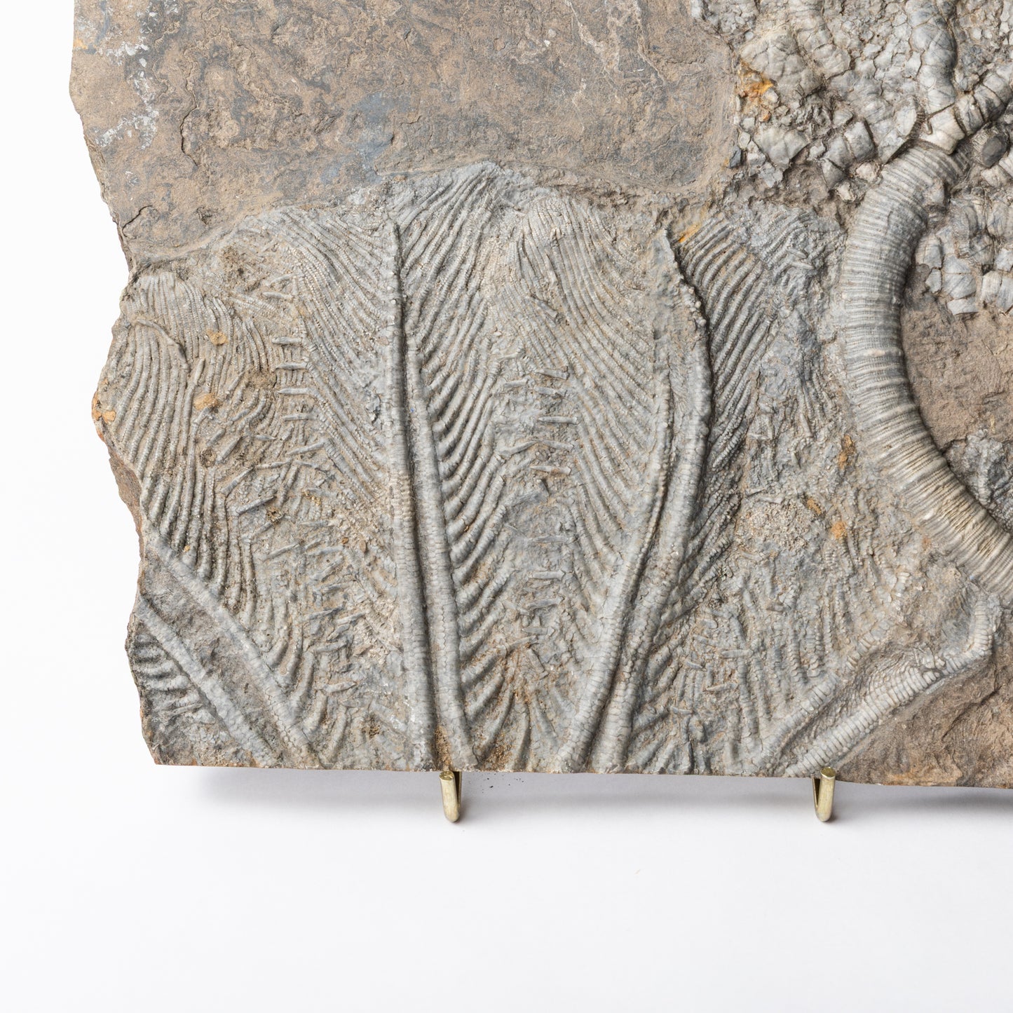 Traumatocrinus cf. caudex Crinoid