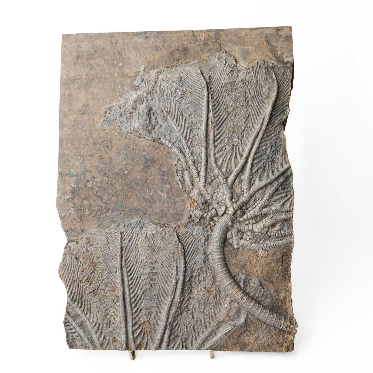 Traumatocrinus cf. caudex Crinoid