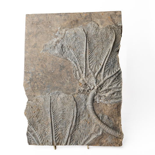 Traumatocrinus cf. caudex Crinoid