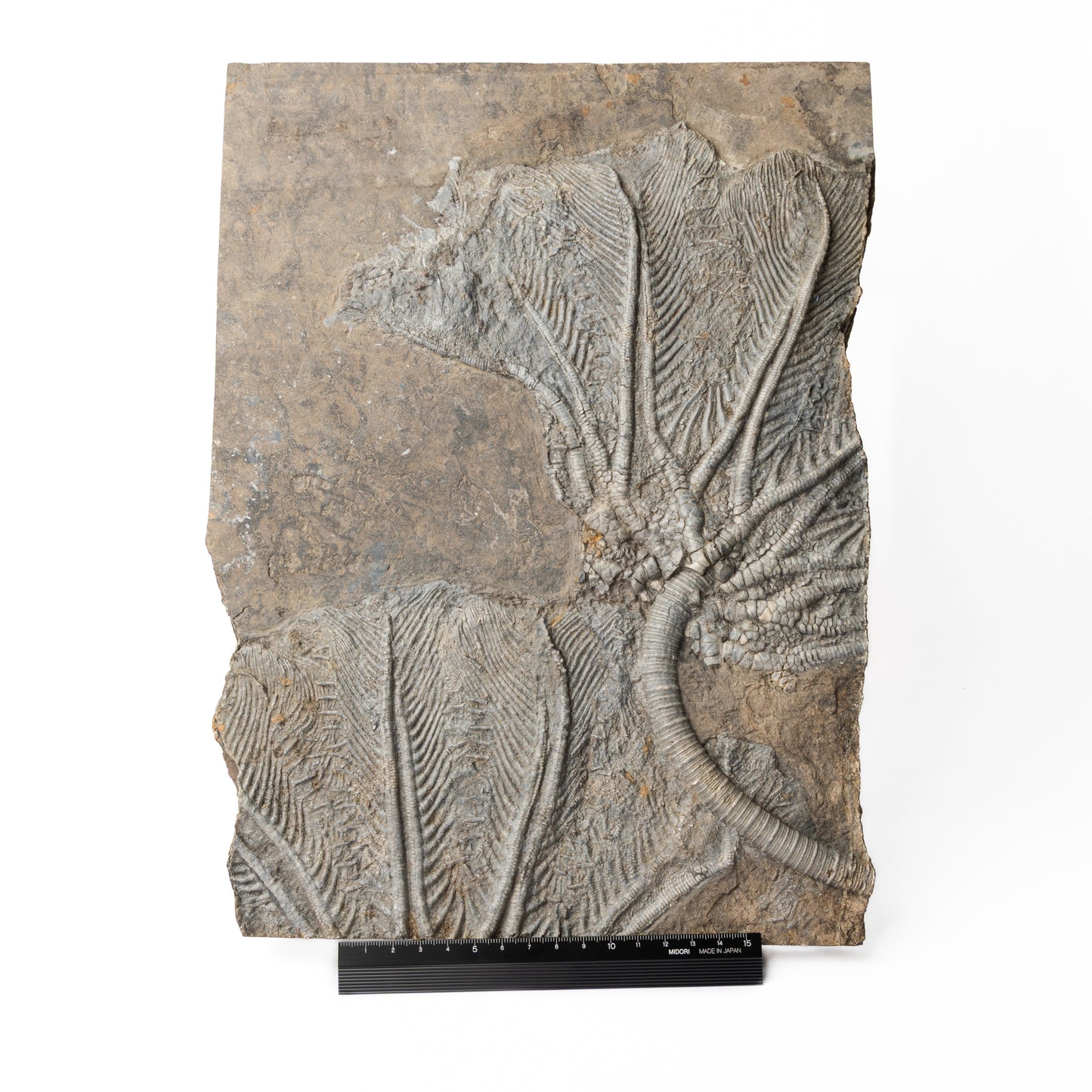 Traumatocrinus cf. caudex Crinoid