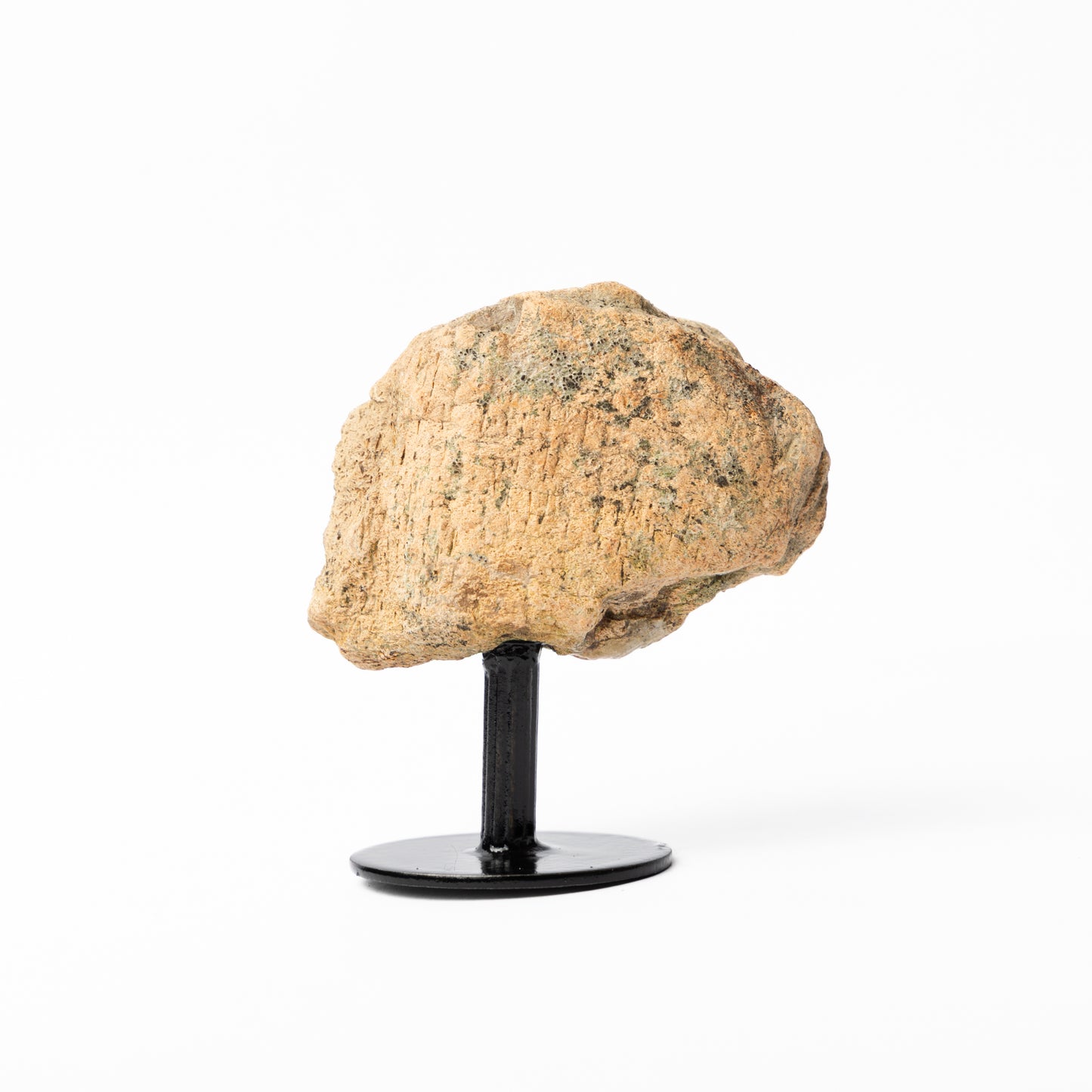 Triceratops Limb Bone on Stand (Partial)