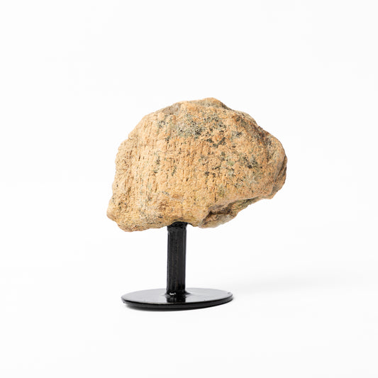 Triceratops Limb Bone on Stand (Partial)