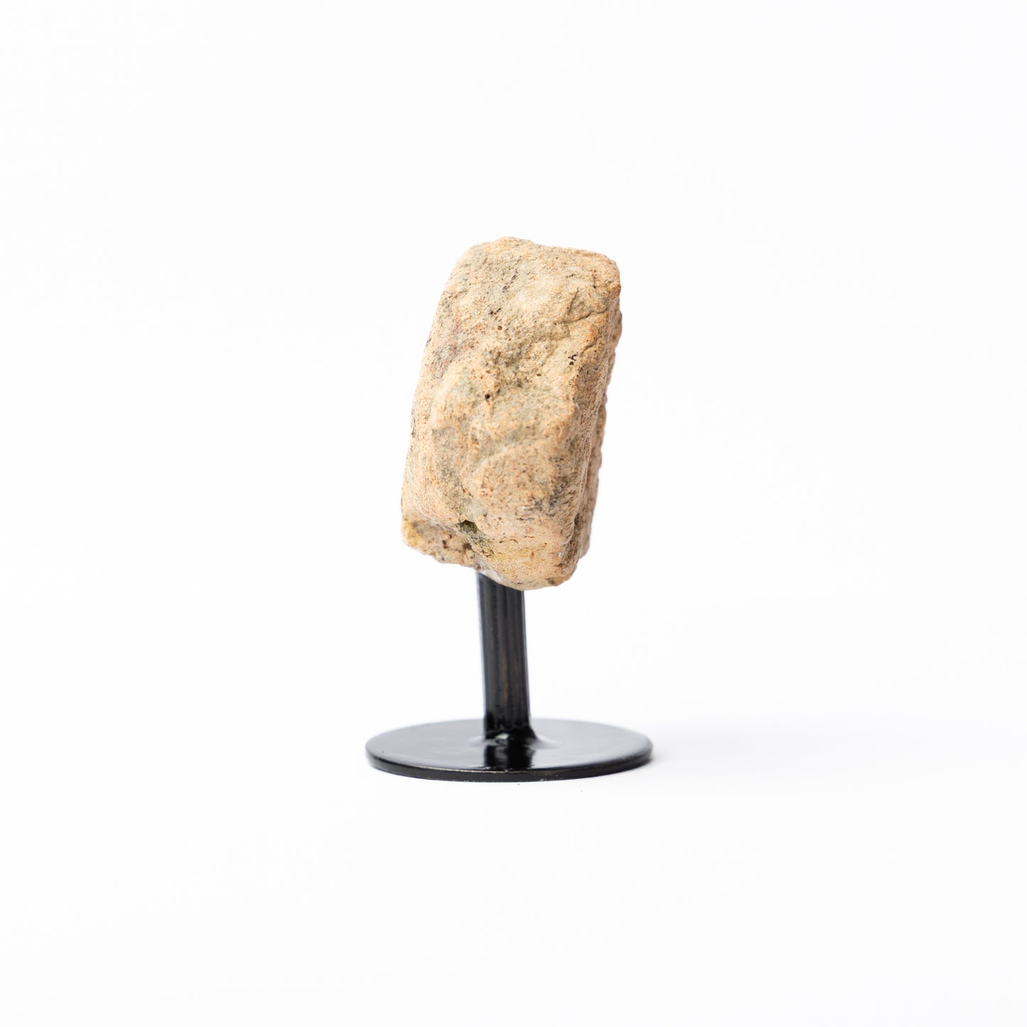 Triceratops Limb Bone on Stand (Partial)