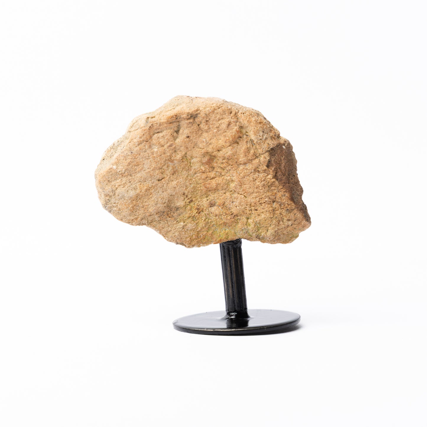 Triceratops Limb Bone on Stand (Partial)