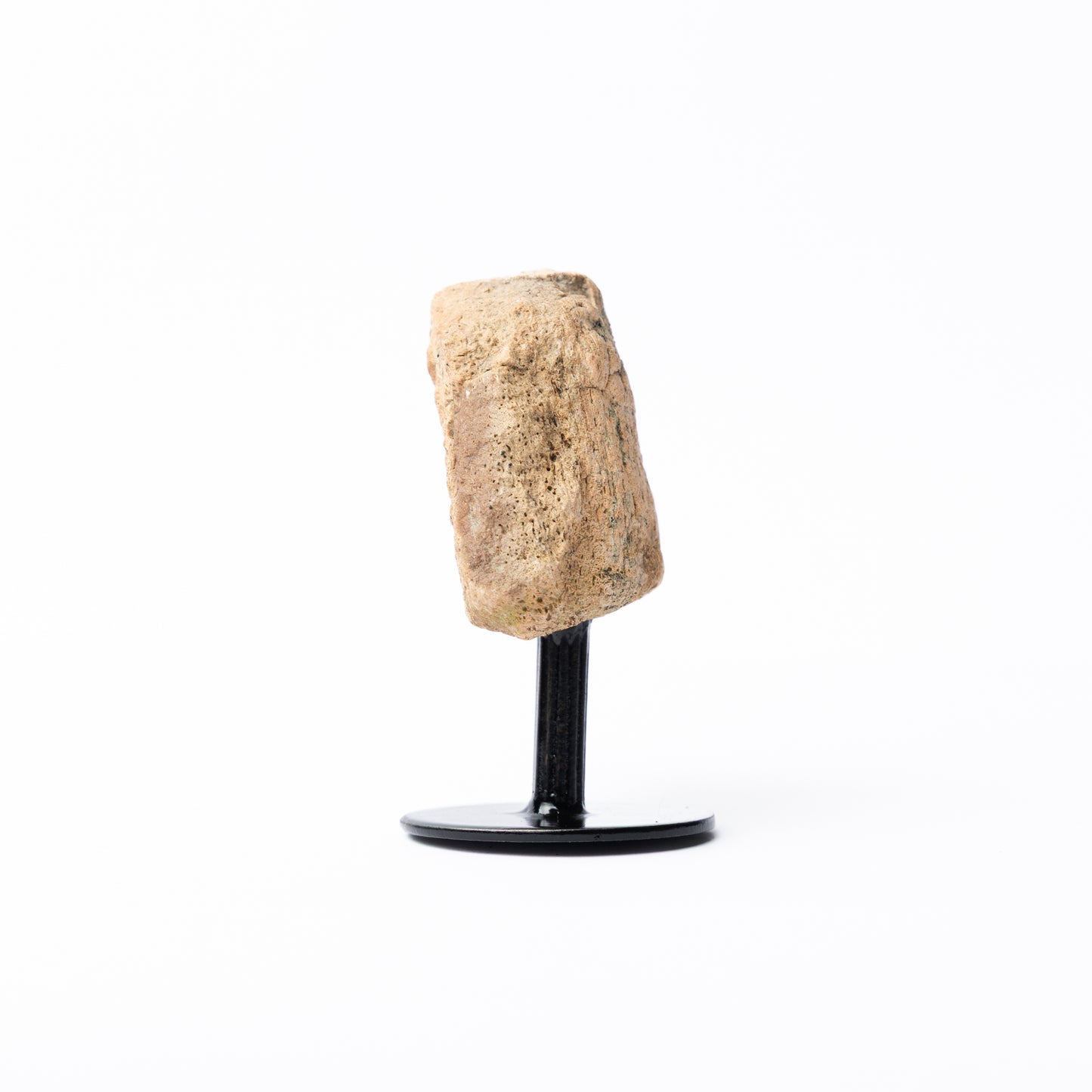 Triceratops Limb Bone on Stand (Partial)