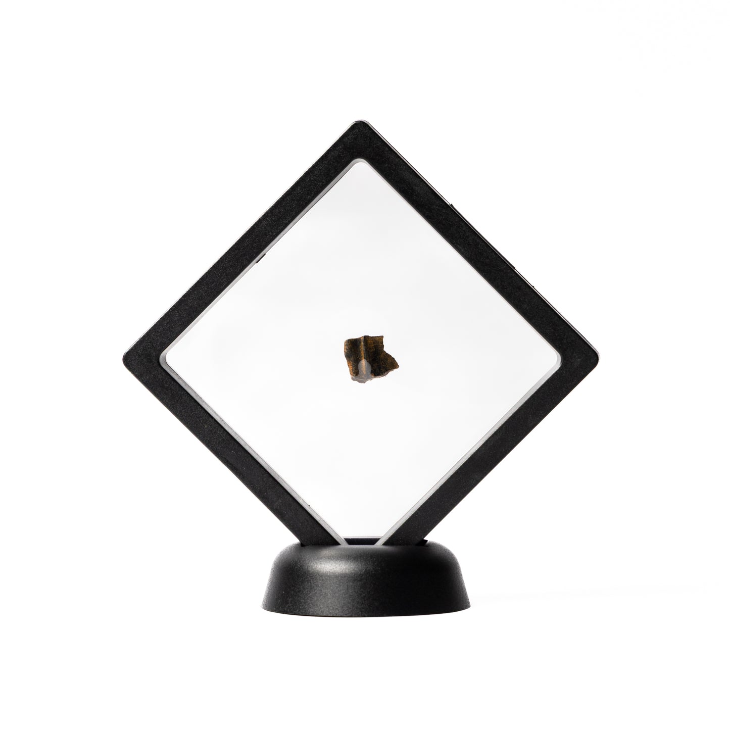 Triceratops Tooth (Partial)