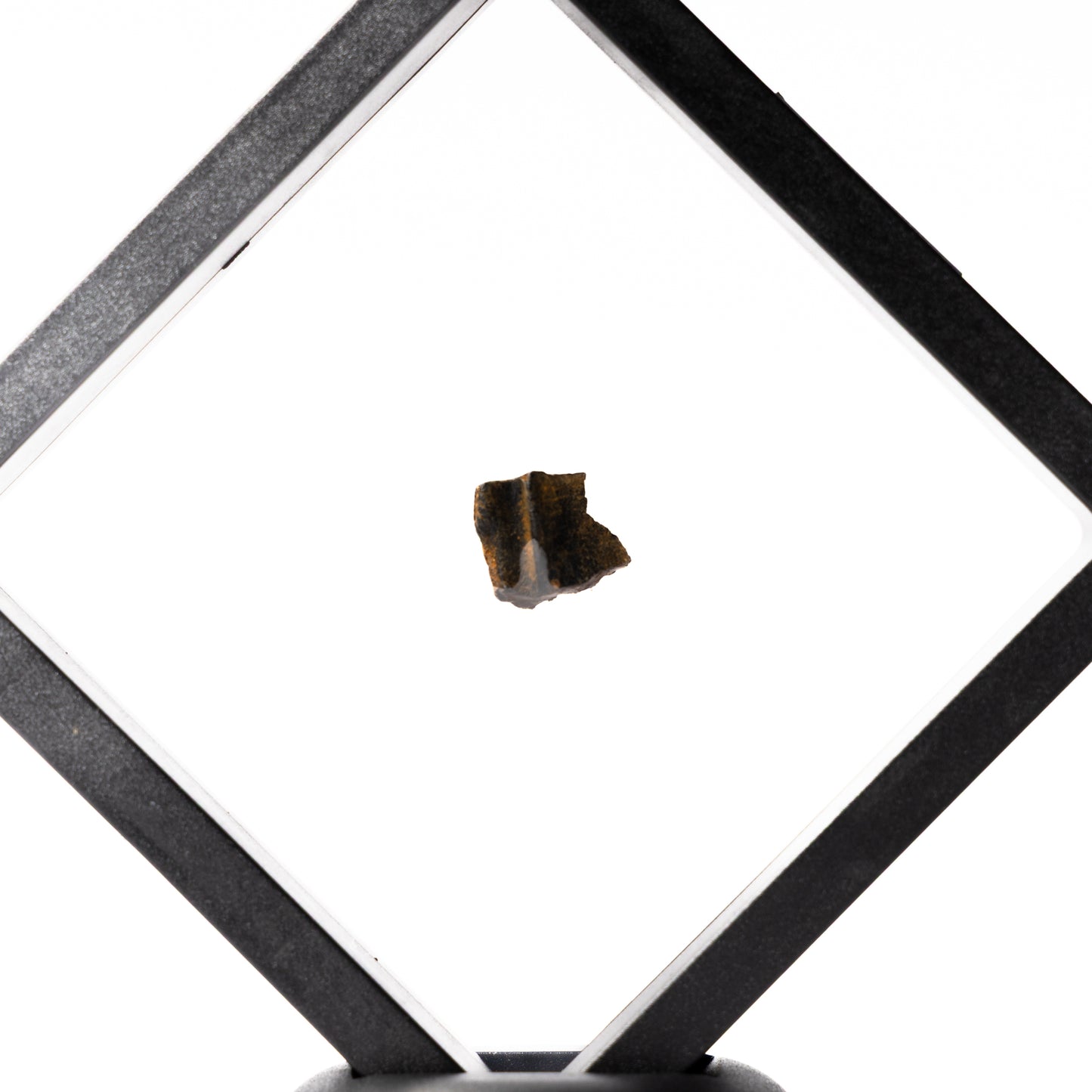 Triceratops Tooth (Partial)