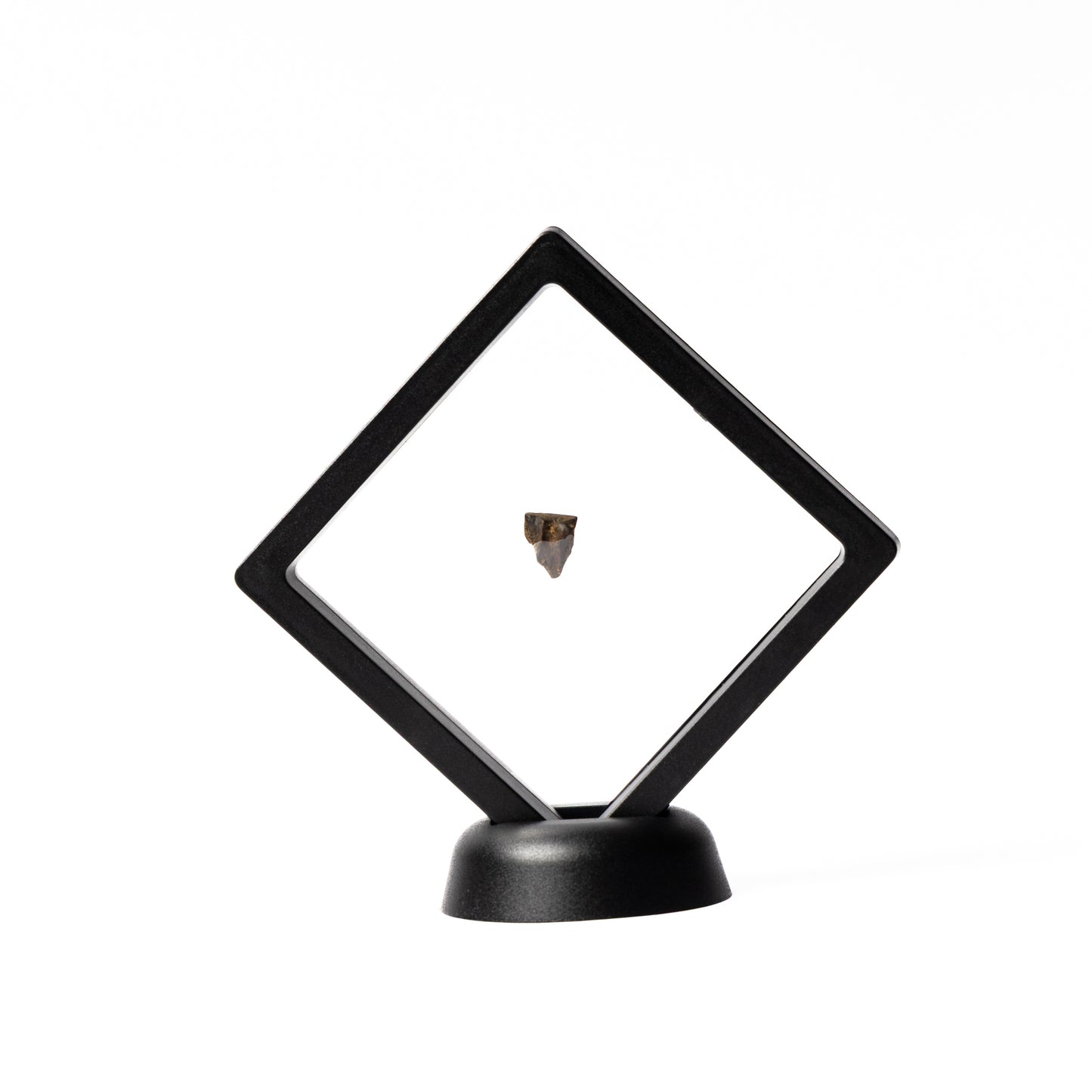 Triceratops Tooth (Partial)