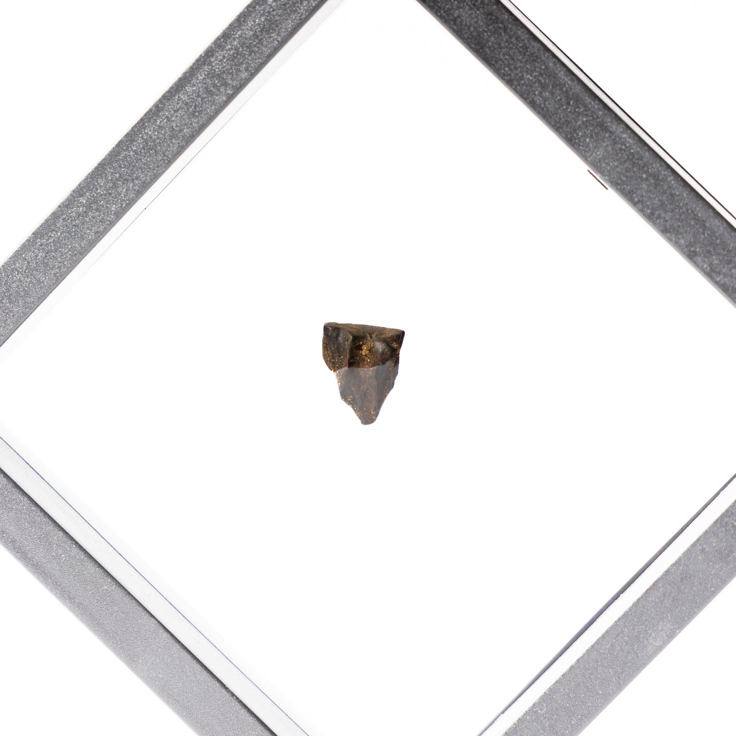 Triceratops Tooth (Partial)