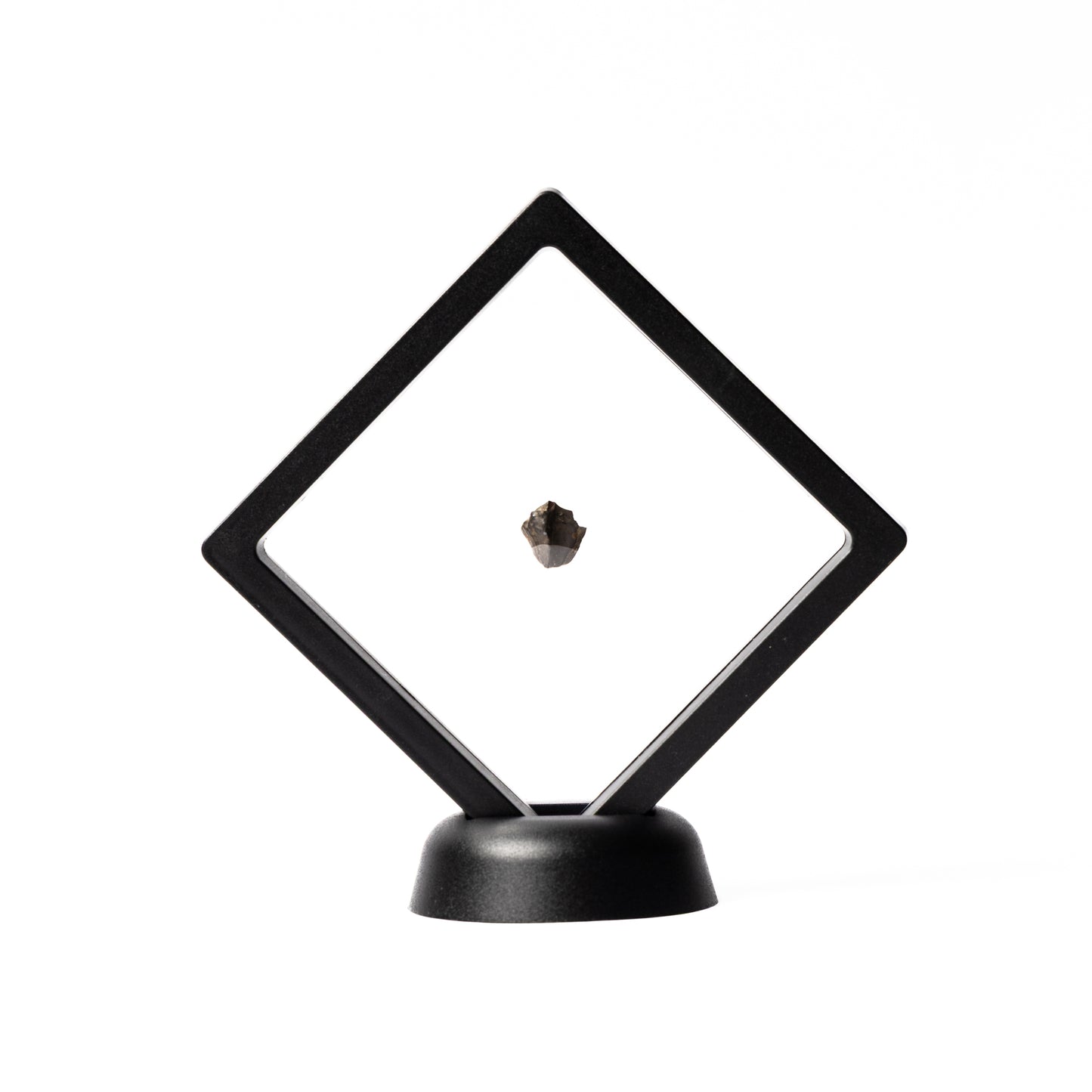 Triceratops Tooth (Partial)