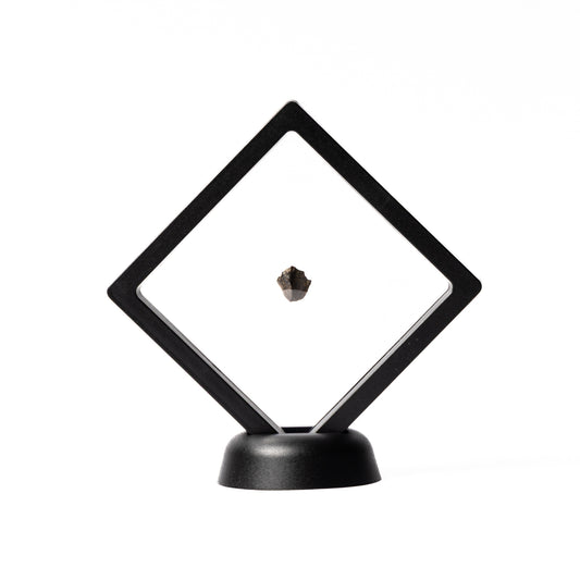 Triceratops Tooth (Partial)