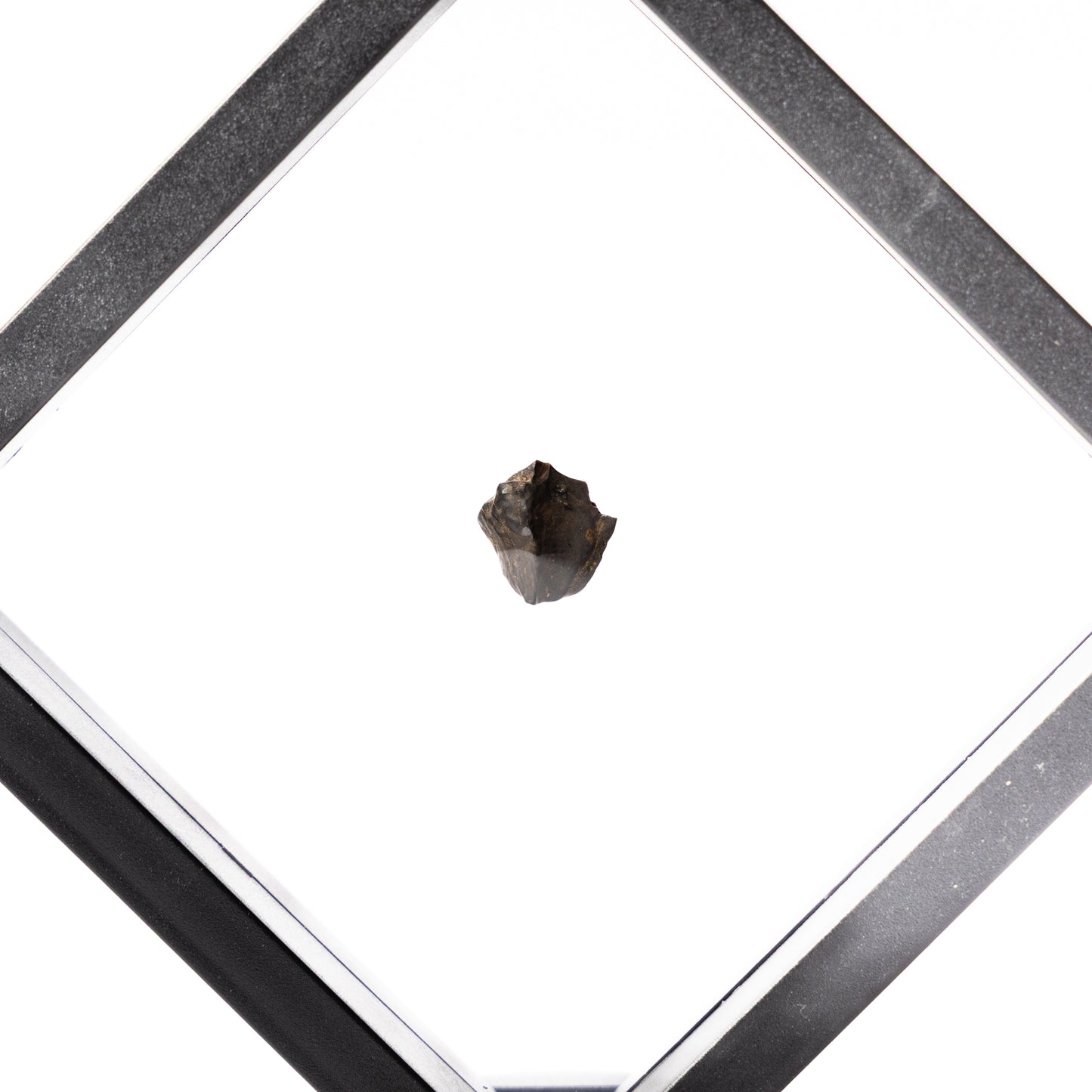 Triceratops Tooth (Partial)