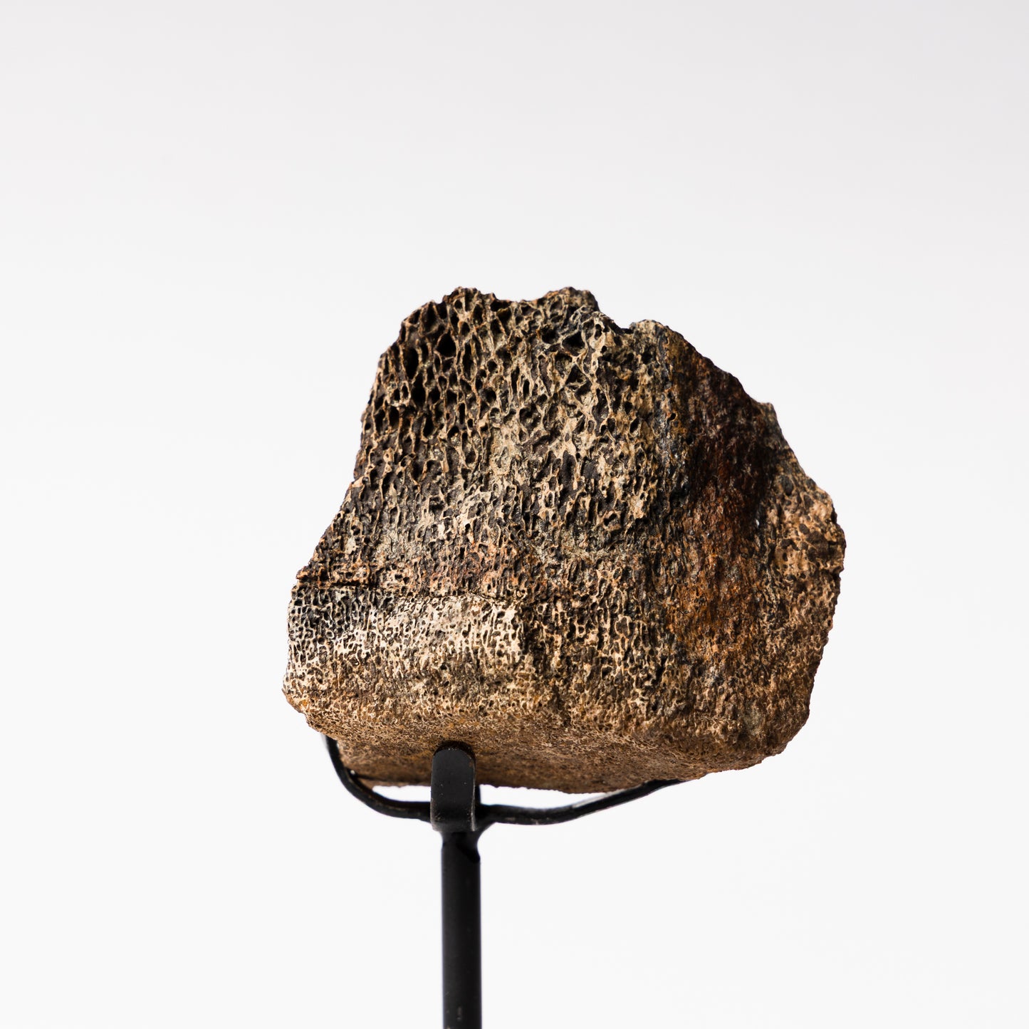 Triceratops Vertebrae on Stand (Partial)