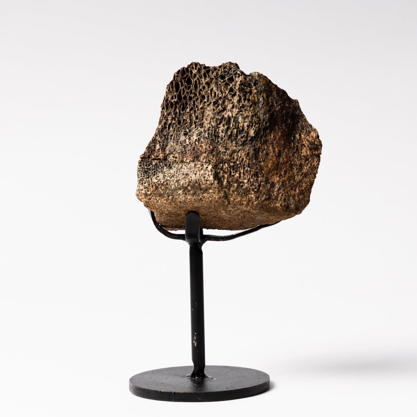 Triceratops Vertebrae on Stand (Partial)