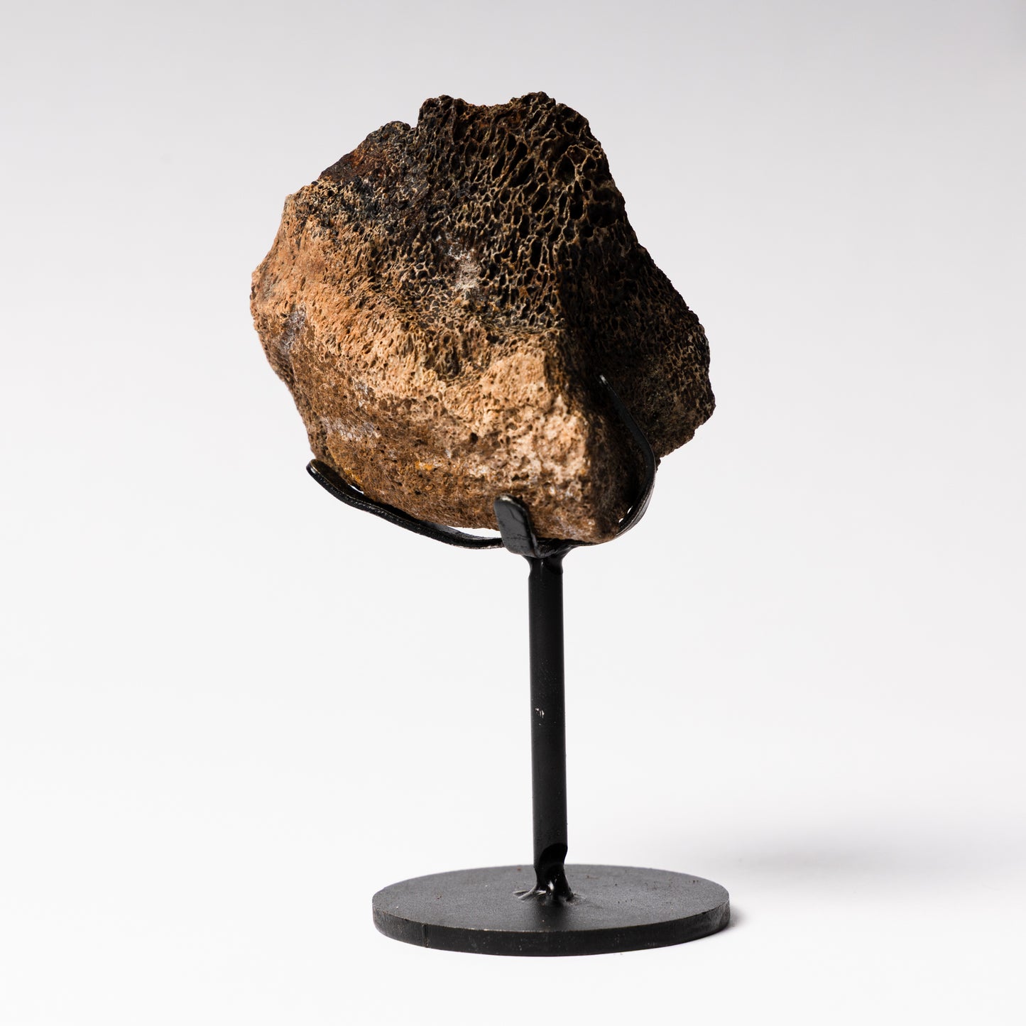 Triceratops Vertebrae on Stand (Partial)