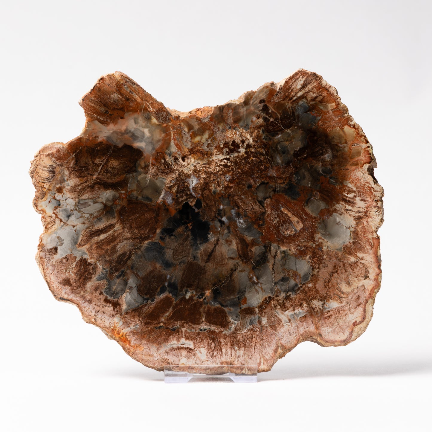 Polished Fossilised Wood