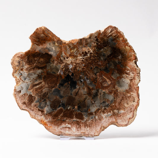 Polished Fossilised Wood