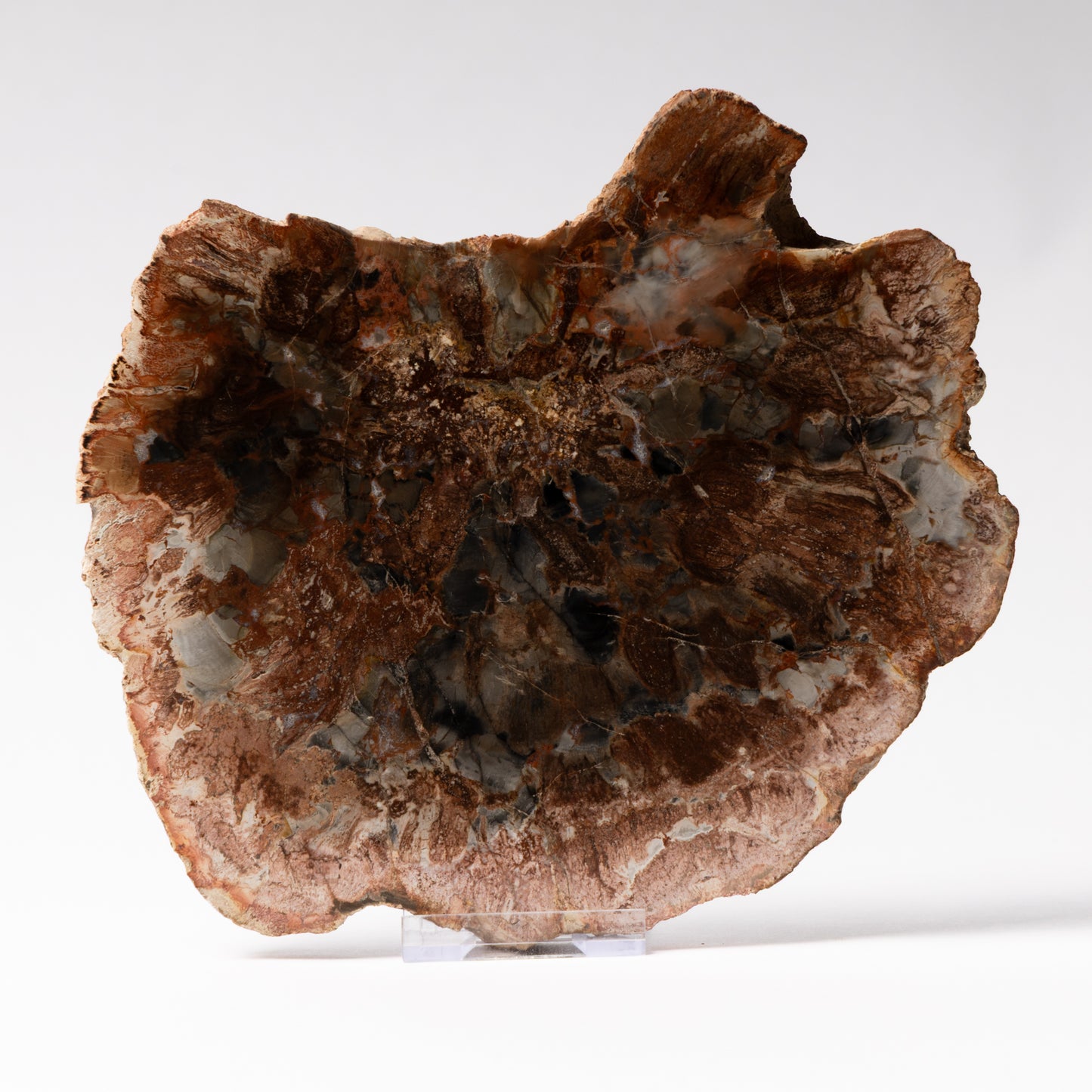 Polished Fossilised Wood