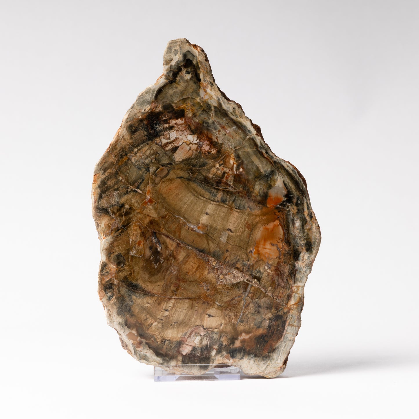 Polished Fossilised Wood