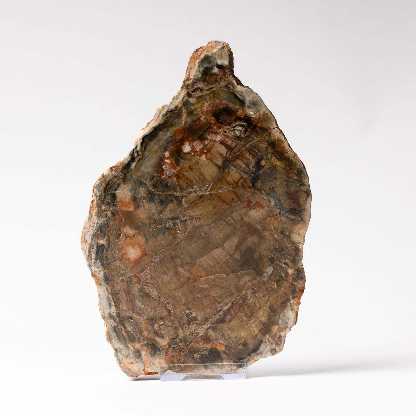 Polished Fossilised Wood