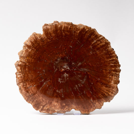 Polished Fossilised Wood