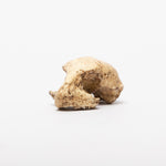 Load image into Gallery viewer, REPLICA Rooneyia omomyid skull

