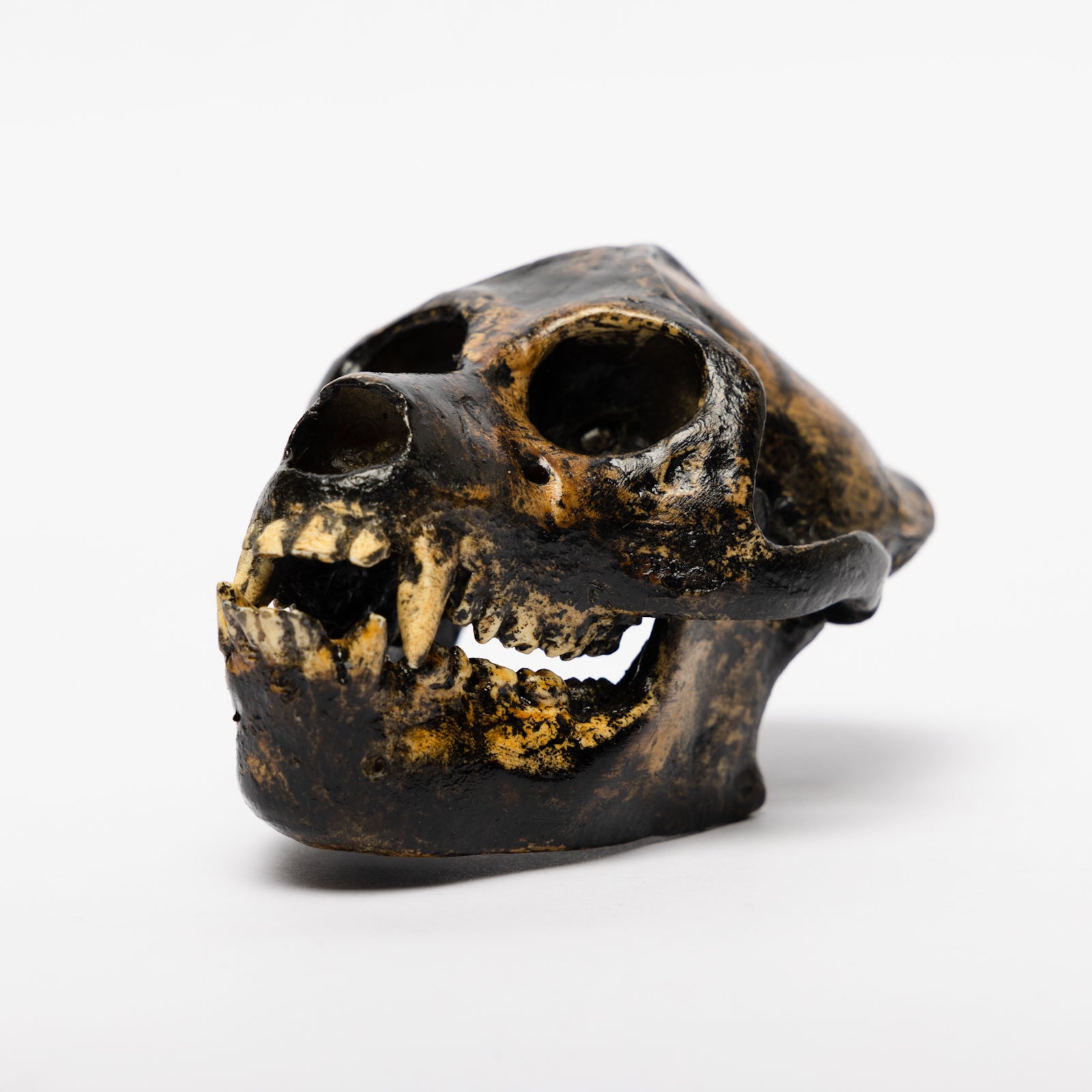 REPLICA Aegyptopithecus zeuxis Skull