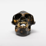 Load image into Gallery viewer, REPLICA Aegyptopithecus zeuxis Skull
