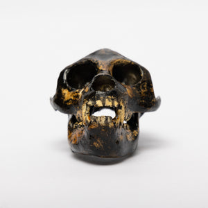 REPLICA Aegyptopithecus zeuxis Skull