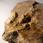 Load image into Gallery viewer, Theropod Dinosaur Footprint
