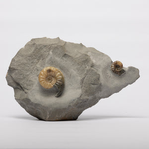 Asteroceras & Promicroceras from Lyme Regis/Charmouth.
