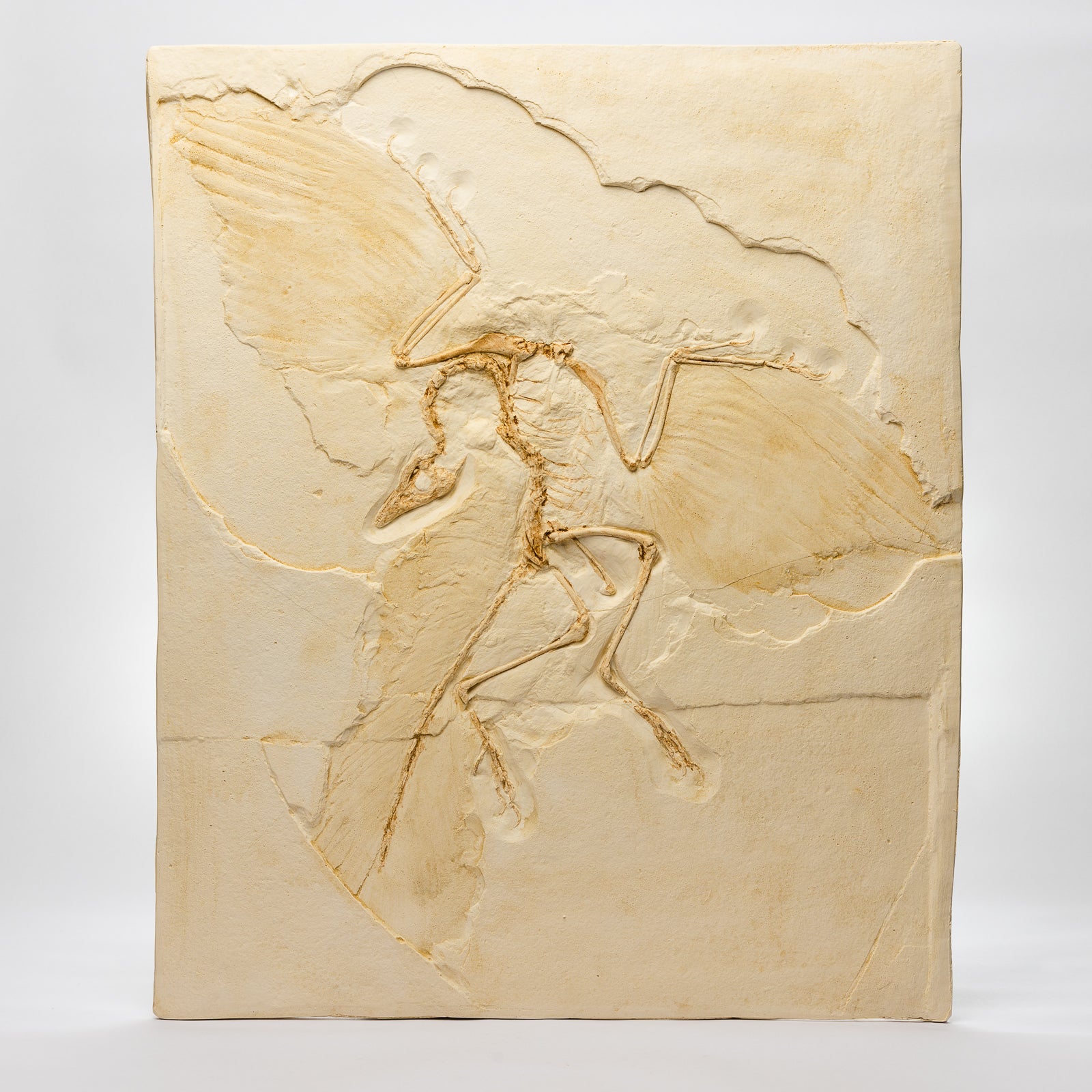 REPLICA Archaeopteryx Lithographica – The Fossil Shop