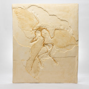 REPLICA Archaeopteryx lithographica