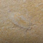 Load image into Gallery viewer, Mesobelostomum deperditum Water Bug

